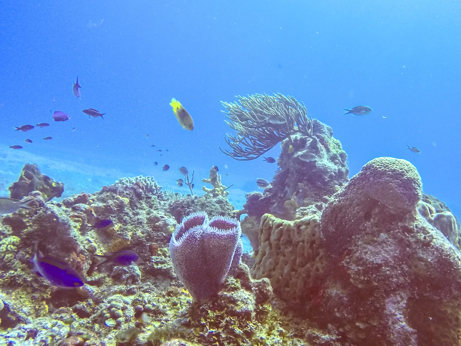 Fische schwimmen über Korallen und Schwämmen im Nationalpark Arrecifes de Cozumel.